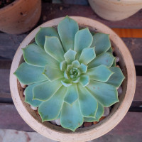 sen da thai nho