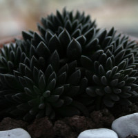 sinocrassula yunnanensis sino